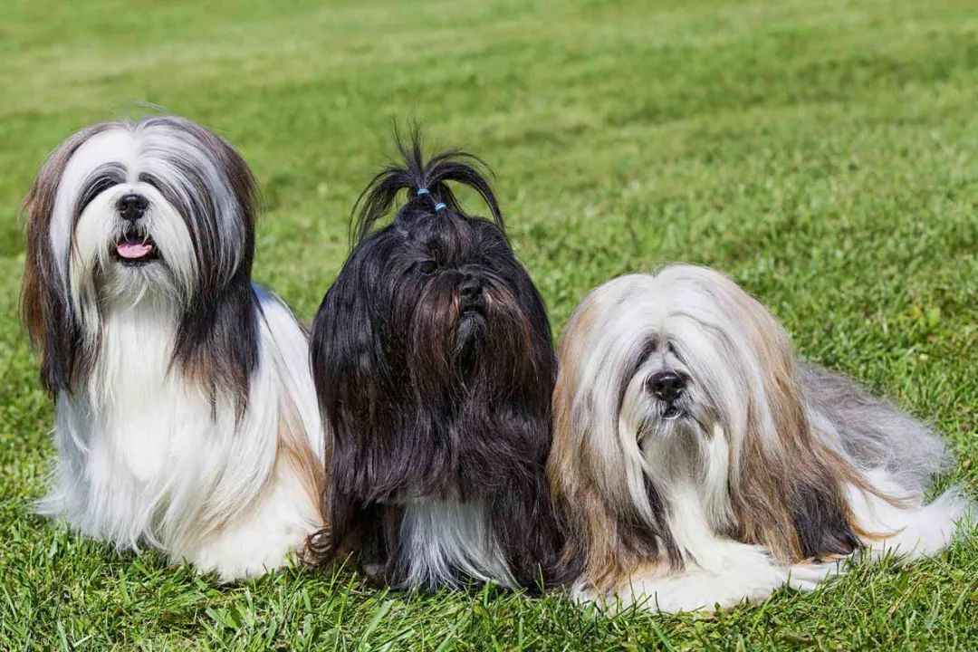 The Ancient Sentinel Dog of Tibet’s Monasteries